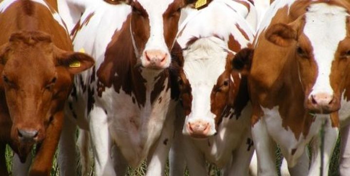 Farmer set new GPS-trackers on the horns of cows