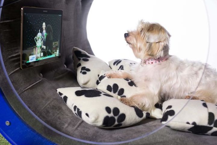Dream Dog House: new luxury doghouse from Samsung